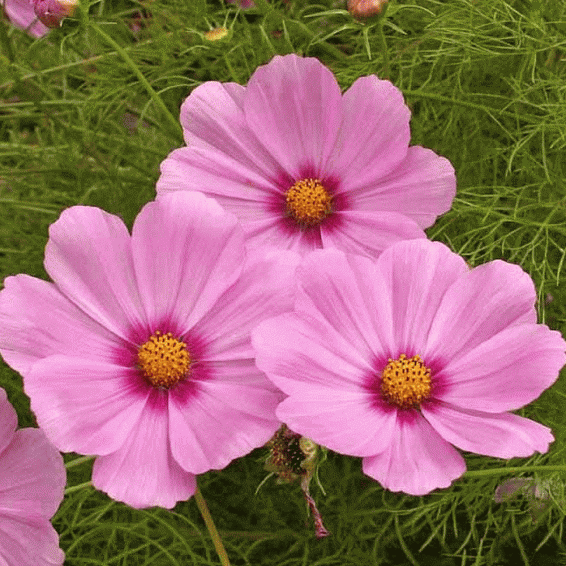 Cosmos Daydream 100 Seeds 