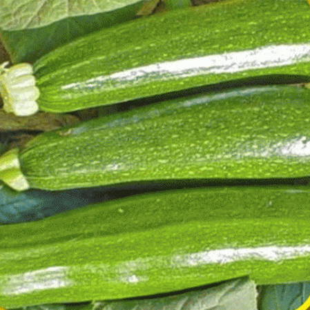 20 Organic Dark Green Zucchini Summer Squash Seeds Everwilde Farms Mylar 