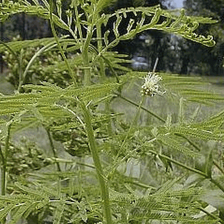 1 OZ 4,000 Desmanthus Illinoensis ILLINOIS BUNDLEFLOWER seeds USA Grown