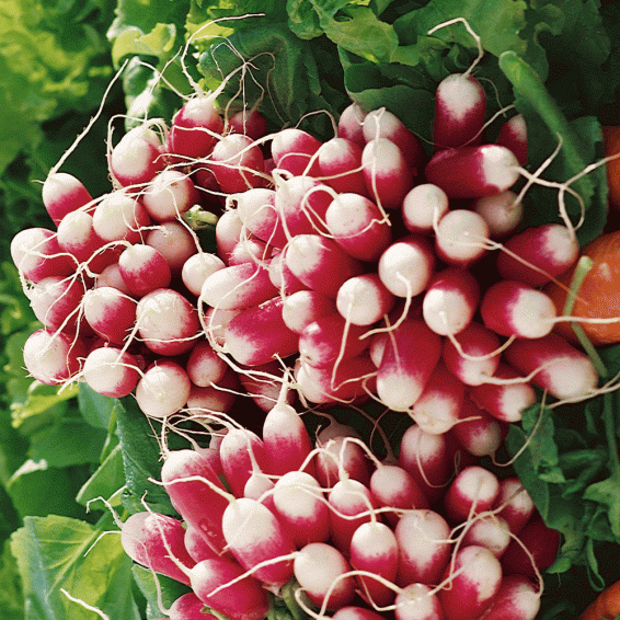 200 FRENCH BREAKFAST RADISH SEEDS HEIRLOOM 2020 NON-GMO FREE SHIPPING! 