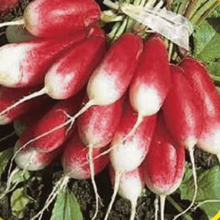 2,500 French Breakfast Radish seeds Microgreens Sprouts Organic Non GMO Bulk 