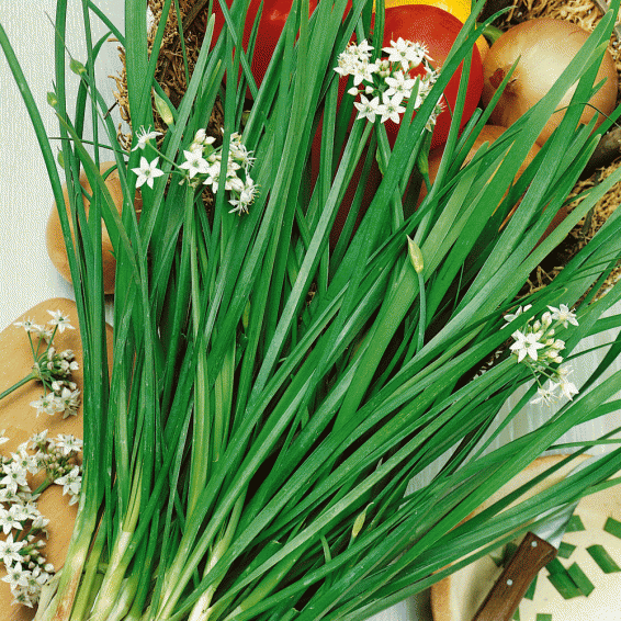 Garlic Chives Allium tuberosum plant FREE SHIPPING