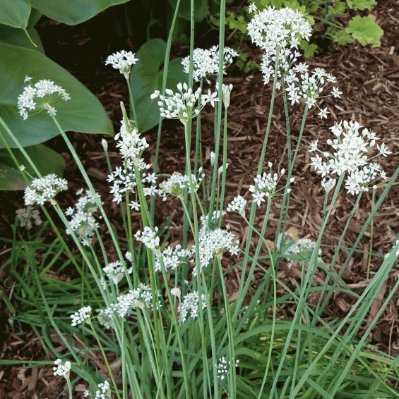 Garlic Chives Allium tuberosum plant FREE SHIPPING