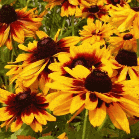 2000 Gloriosa Daisy Wildflower Seeds Everwilde Farms Mylar Seed Packet 