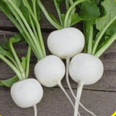 White Globe Hailstone White Radish Seeds Bulk Radishes 1/2 oz approx 1350 ct 