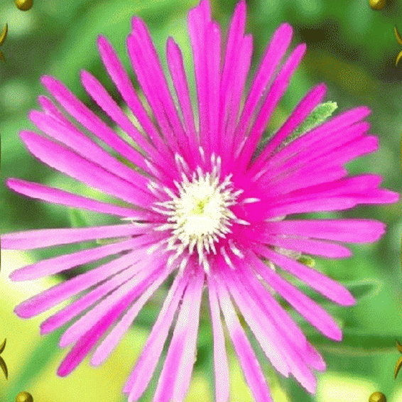 Ice Plant Ice Plant    1,000 seeds 