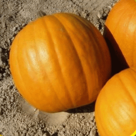 Seed Ships Fast! US Seller Jack-O-Lantern Pumpkin Medium Size 