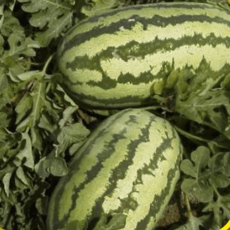 25 Jubilee Watermelon SeedsNon-GMO Watermelon SeedsGrows to 40 Pounds! 