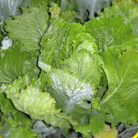 Napa Michihli Cabbage  Seeds