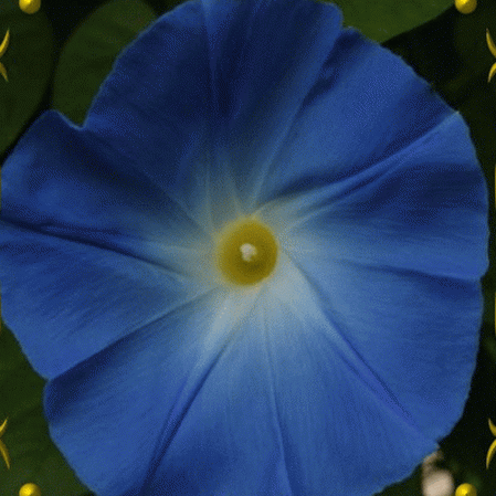 Everwilde Farms Mylar Packet 50 Heavenly Blue Morning Glory Wildflower Seeds 
