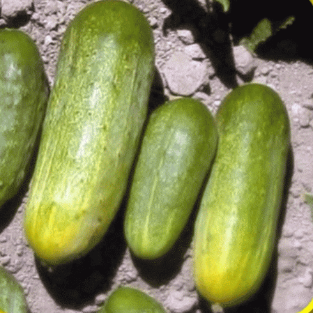 National Pickling Cucumber Seed Heirloom Vegetable Treated Seeds 3gr or 10gr