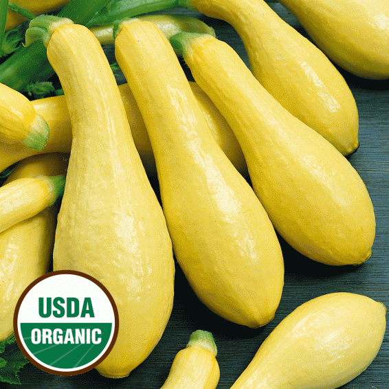 Everwilde Farms Mylar Packet 20 Organic Golden Zucchini Summer Squash Seeds 