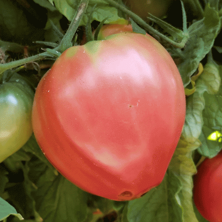 40 Huge Lemon Oxheart Organic Tomato Seeds BIG Heirloom 2021 Seed