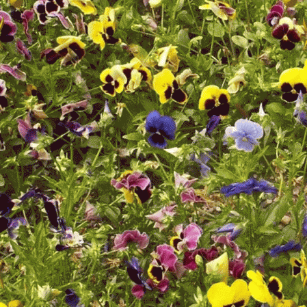1000+Pansy Swiss Giants Seeds Early Blooms 9 Colors Garden/Container Groundcover
