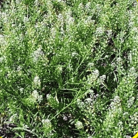 Garden or Microgreen     binH253 Curled Pepper Cress Peppercress Herb Seed 