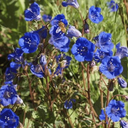 Californian Bluebell Phacelia campanularia Blue Appx 3,400 Seeds Great For Bees