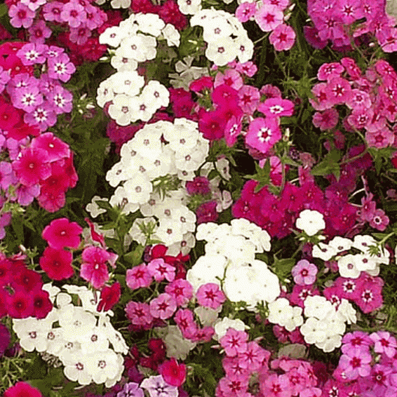 25 Phlox Seeds Phlox 21st Century Blue Phlox drummondii Very Showy! 
