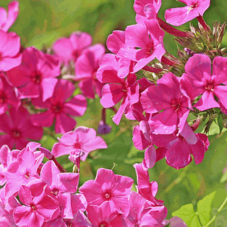 50 COUNT PKT. BUTTERFLY MAGNET DRUMMOND MIX PHLOX SEED 