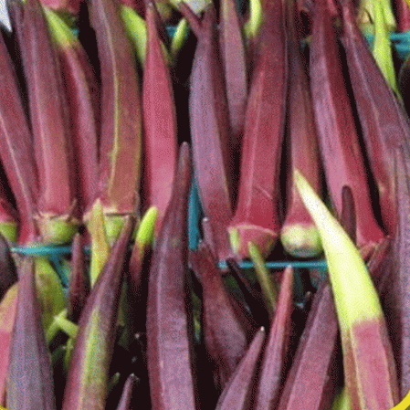 Everwilde Farms Mylar Seed Packet 1/4 Lb Red Burgundy Okra Seeds 