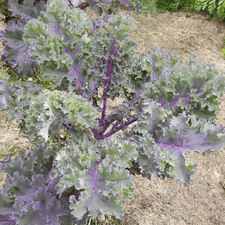 Russian Red 100+ seeds Leaf Kale FINE and WINTERHARDY!