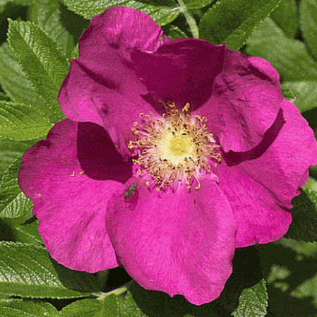 Rosa arkansana  Praire Wild Rose  15 seeds 