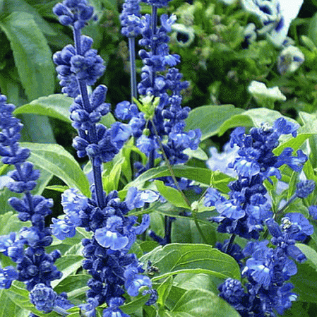 FD1543 Pastoral Blue Sage Seed Salvia Farinacea Garden Flower ~1 Pack 50 Seeds~ 