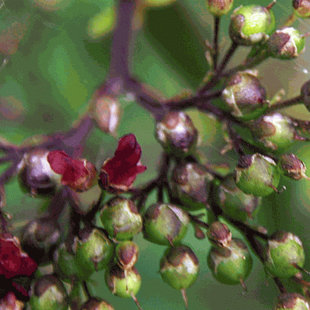 Scrophularia marilandica Late Figwort 250 Fresh Seeds 