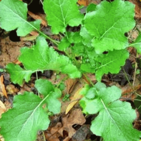 USA Heirloom 1/2 Pound Seven Top Turnip Seed Best For Greens 