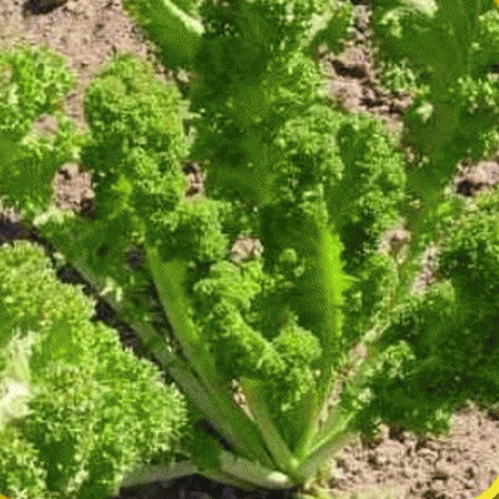 Seeds-Seed Seeds Giant Krauser Leaf Mustard-Southern Giant Curled 50 