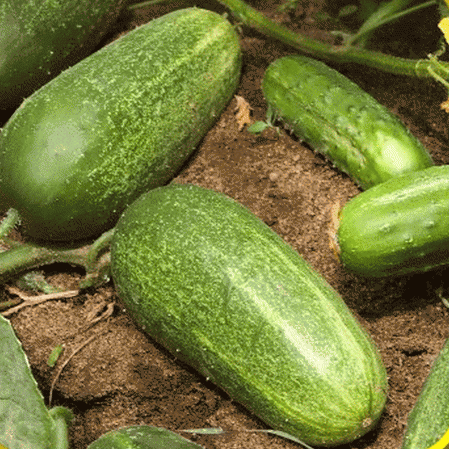 Straight Eight Cucumber Seeds 50 SEEDS-SAME DAY SHIPPING 