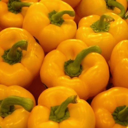 Sunbright Yellow Pepper Seed