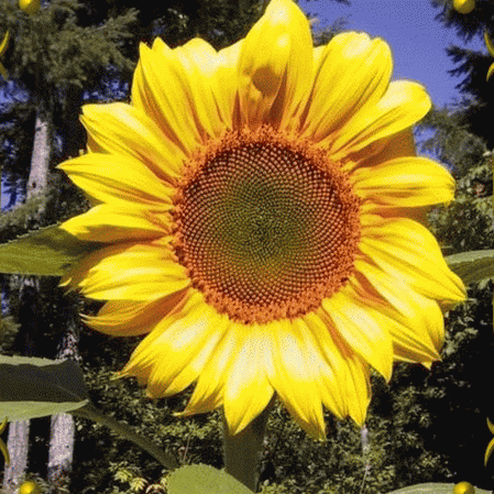 Giant Grey Stripe Sunflower 25 seeds Big seeds Edible Screening L43 