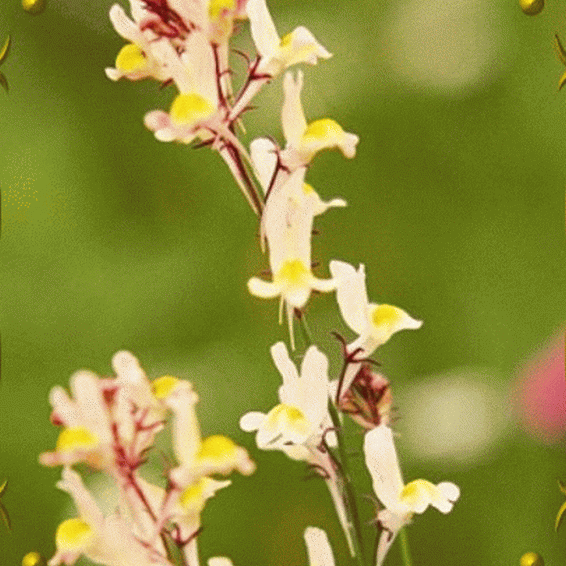 Details about   Northern Lights Snapdragon Seeds*Mix*Linaria Maroccana/ reseeding 