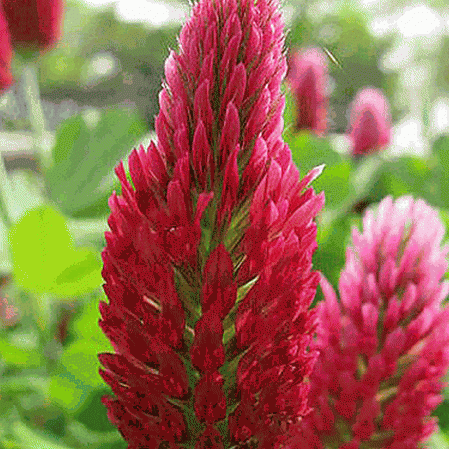 400 Seeds Trifolium incarnatum clover crimson clover flowers wild red 