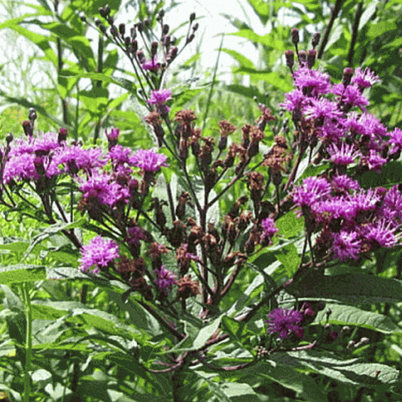 Vernonia Fasciculata Ironweed 200 Seeds BOGO 50% off SALE 