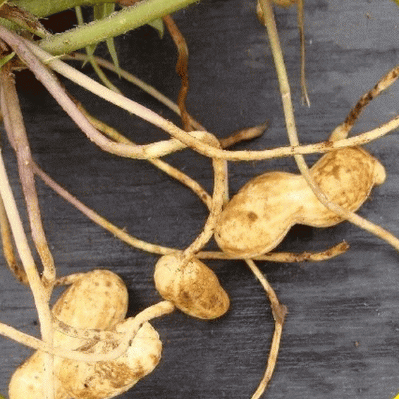 Heirloom Peanuts 100 Open Pollinated Amish Seeds. Organic Virginia Jumbo 