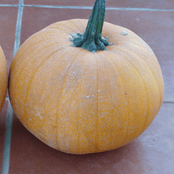 "WINTER LUXURY" PUMPKIN x 10 ORGANIC SEEDS. 