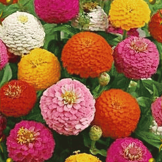 Butterfly Gardening USA Lilliput White Zinnia 100-800 seeds 