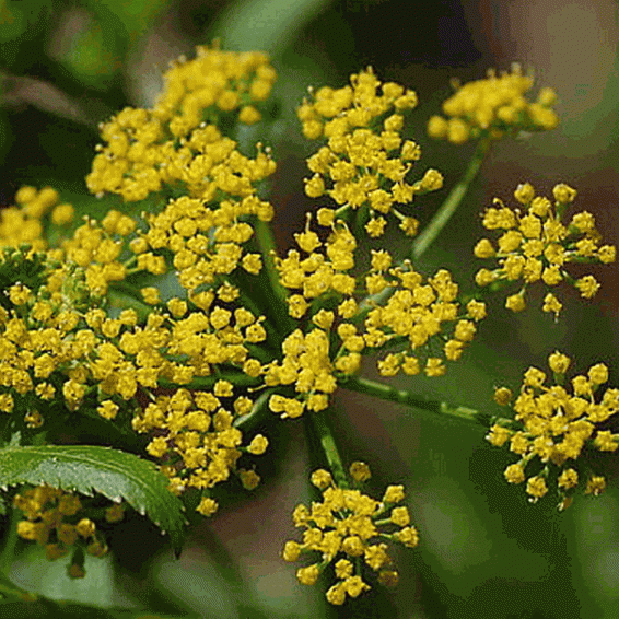 500 Golden Alexanders Wildflower Seeds Everwilde Farms Mylar Seed Packet 