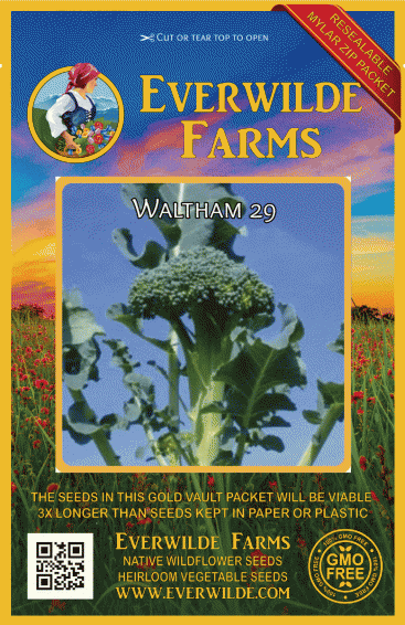WALTHAM BROCCOLI Brassica Oleracea-FRESH 1000 Combined S/H ORGANIC SEEDS 
