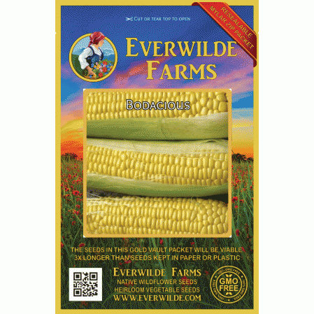 ORGANIC BODACIOUS Hybrid Tender Supersweet Sweetcorn Sweet Corn Maize 20 SEEDS 