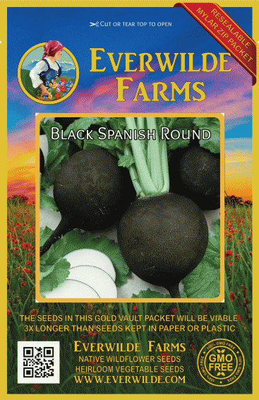 Century Tender Details about   1000 Seeds NT Radish Black Round Spanish Crisp 16 
