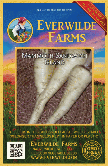 Vegetable 500 Seeds Salsify Heritage Large Pack Sandwich Island 