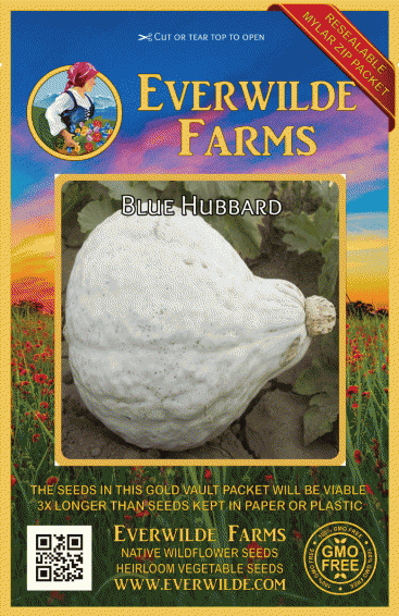 25 Golden Hubbard Winter Squash 10 or 100 Seeds Heirloom Wholesale Bulk Fresh 