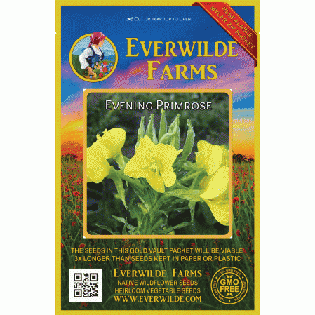 Fresh UK organic seed Oenothera biennis wildflower Evening primrose