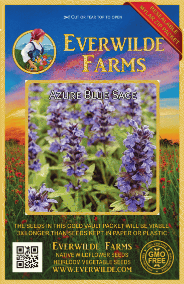 AZURE BLUE SAGE Salvia Azurea Perennial 10 Seeds 