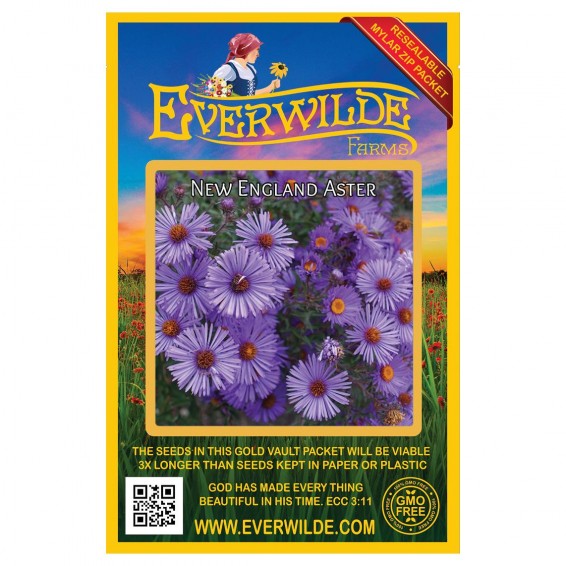 Aster seed online