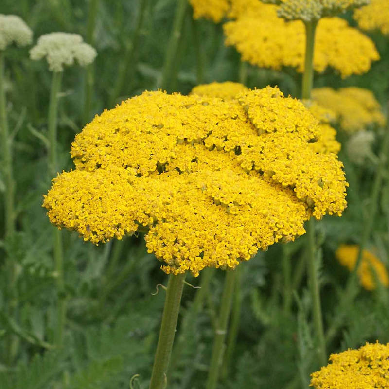 Gold Yarrow Seeds | Filipendulina Seeds