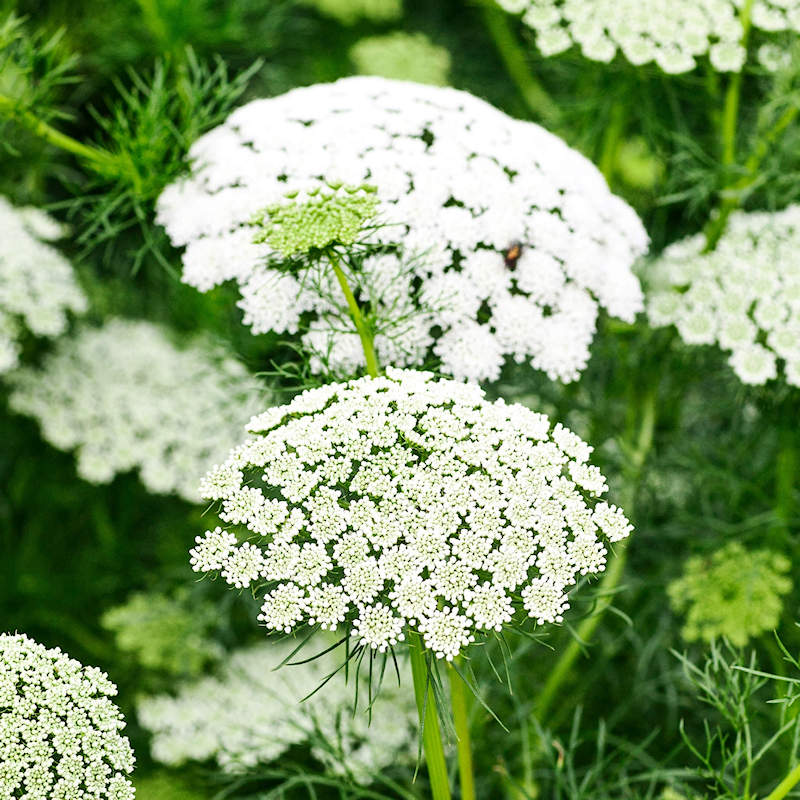 Ammi Majus, Queen Anne's Lace Flowers and Seeds - Burpee
