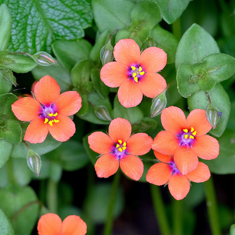 Anagallis arvensis (Scarlet Pimpernel) Wildflower Seeds
